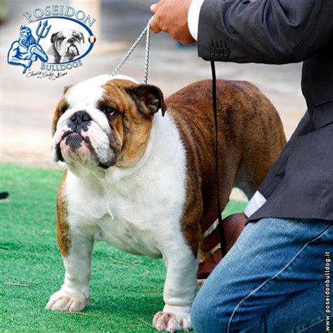 poseidon bulldog donna de cartier|Poseidon Bull Regina Di Cuori .